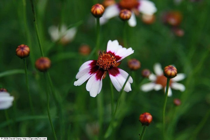 Coreopsis rosea 'American Dream'
