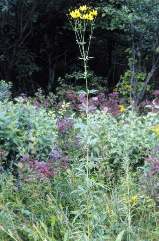 Coreopsis tripteris