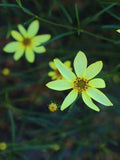 Coreopsis verticillata 'Moonbeam'