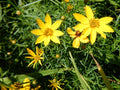 Coreopsis verticillata 'Zagreb'
