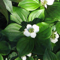 Cornus canadensis