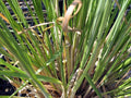 Cortaderia selloana 'Pumila'