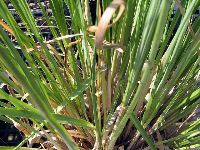 Cortaderia selloana 'Pumila'