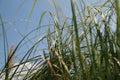 Cortaderia selloana 'Rosea'