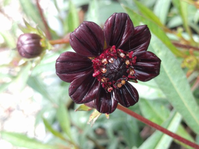 Cosmos atrosanguineus