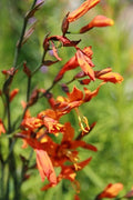 Crocosmia Emily McKenzie'