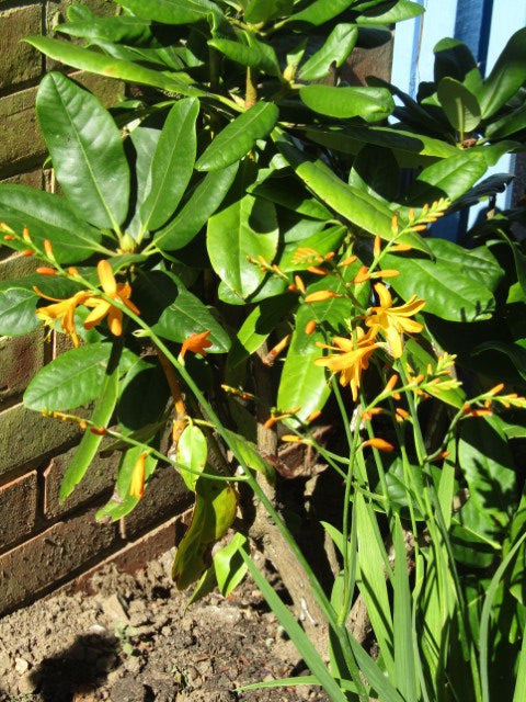 Crocosmia George Davidson'