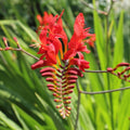 Crocosmia Lucifer'