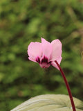 Cyclamen coum