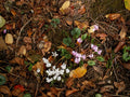 Cyclamen hederifolium 'Album'