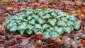 Cyclamen hederifolium