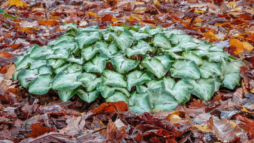 Cyclamen hederifolium