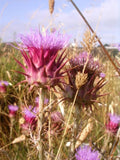 Cynara cardunculus