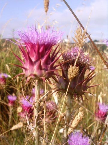 Cynara cardunculus