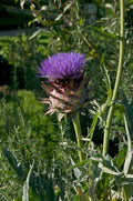 Cynara scolymus