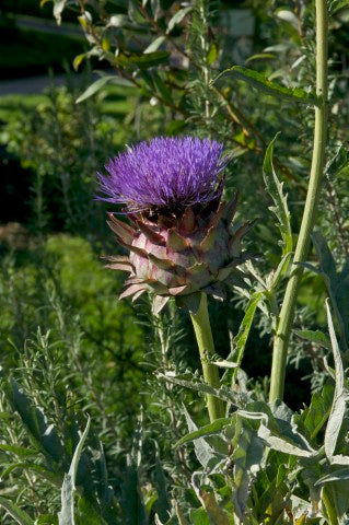Cynara scolymus