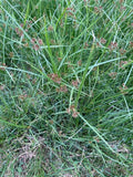 Cyperus longus
