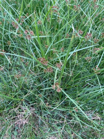Cyperus longus
