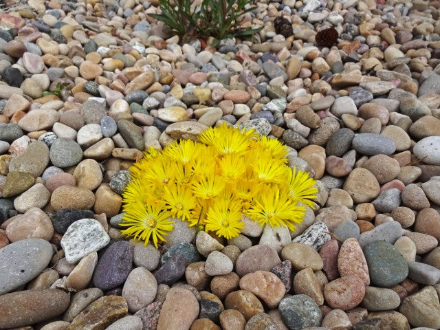 Delosperma congestum