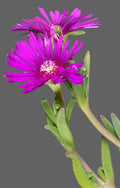 Delosperma cooperi