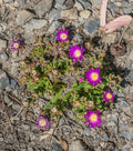 Delosperma sutherlandii