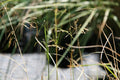Deschampsia cespitosa 'Bronzeschleier'
