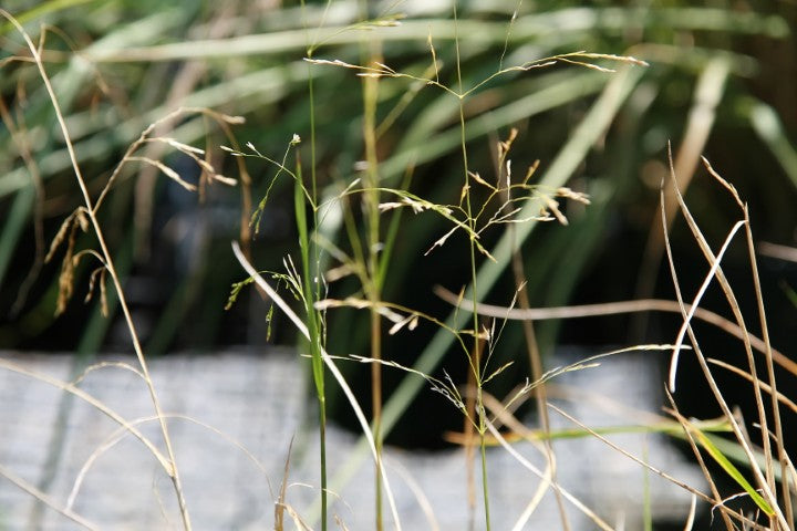 Deschampsia cespitosa 'Bronzeschleier'