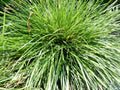 Deschampsia cespitosa 'Goldtau'