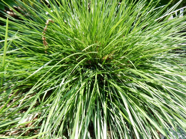 Deschampsia cespitosa 'Goldtau'