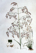 Deschampsia cespitosa