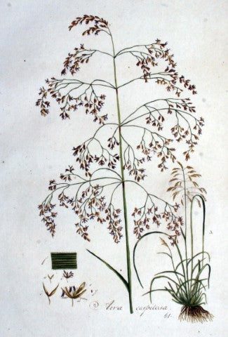 Deschampsia cespitosa