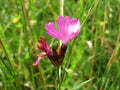 Dianthus carthusianorum