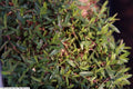 Dianthus deltoides 'Flashing Light'
