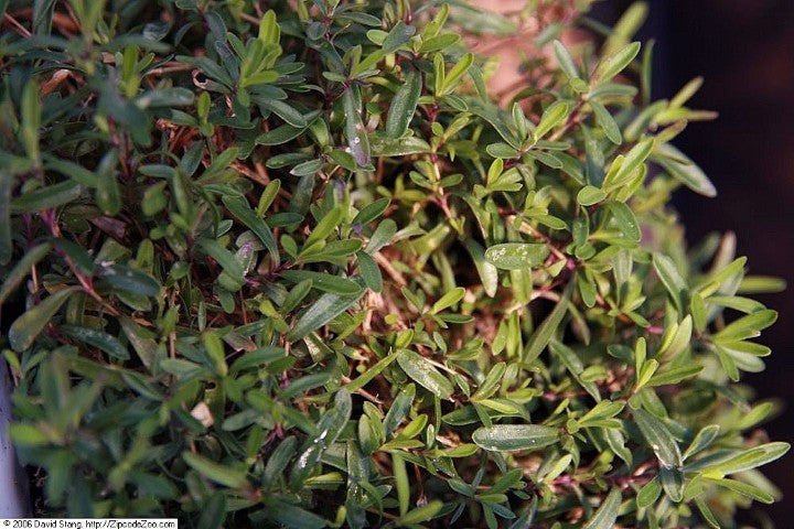 Dianthus deltoides 'Flashing Light'
