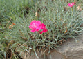 Dianthus gratianopolitanus 'Badenia'
