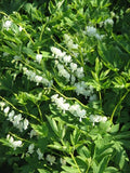 Dicentra spectabilis 'Alba'