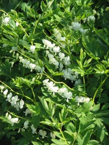 Dicentra spectabilis 'Alba'