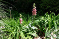 Digitalis Mertonensis'