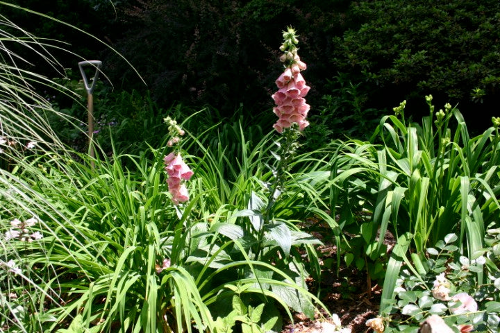 Digitalis Mertonensis'