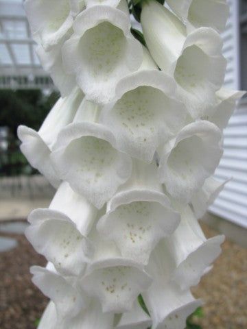 Digitalis purpurea 'Alba'