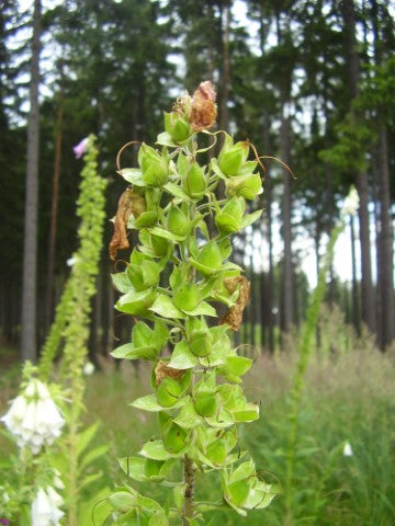 Digitalis purpurea