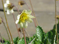 Dryas suendermannii