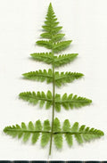 Dryopteris dilatata