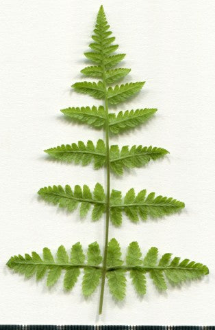 Dryopteris dilatata