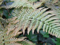 Dryopteris erythrosora