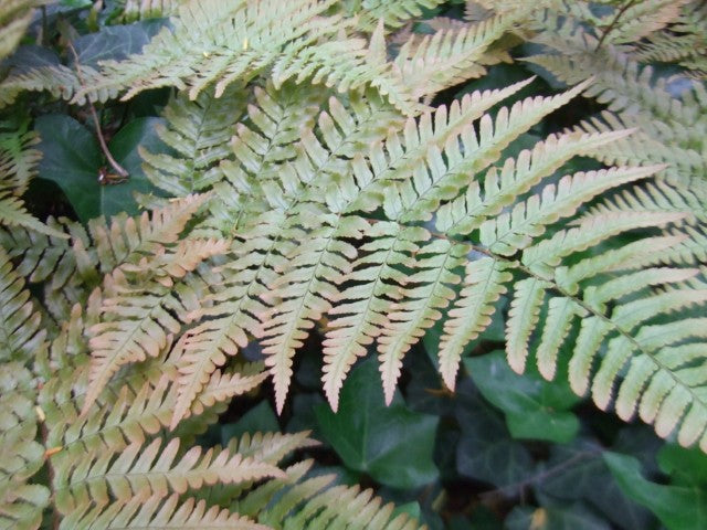 Dryopteris erythrosora
