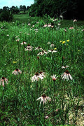Echinacea pallida