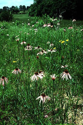 Echinacea pallida