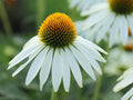 Echinacea purpurea 'Alba'
