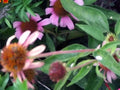Echinacea purpurea 'Magnus',